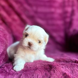 AKC  Rapunzel - Cream and white female Shih Tzu puppy in Las Vegas, Nevada from Vegas Shih Tzus