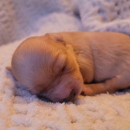 Havapoo Puppies from Little Wyo Doodles