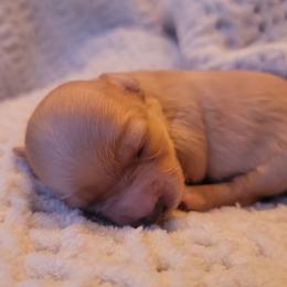 Havapoo Puppies from Little Wyo Doodles