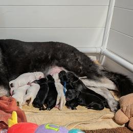 4 females - White female Shiloh Shepherd puppy in Jackson Township, New Jersey from Divine Shilohs