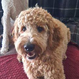 Lola - Goldendoodle