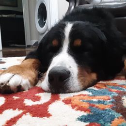 Bernese Mountain Dog All Grown Up from Bernese Mountain Railway