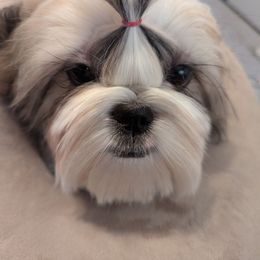 Boy3 - Red and white male Shih Tzu puppy in Colorado Springs, Colorado from Soaring Spirit Shih Tzu