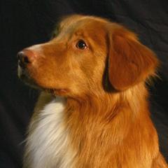 Wrigley - Nova Scotia Duck Tolling Retriever