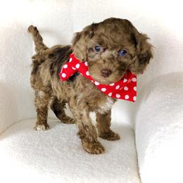Divine - Merle male Cockapoo puppy in Hermiston, Oregon from Columbia River Cockapoos