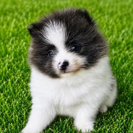 Mia - Blue brindle female Pomeranian puppy in Rhome, Texas from TyeDye Kennels