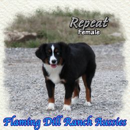 Repeat - female Toy Australian Shepherd puppy in Forestburg, Texas from Flaming Dill Ranch Aussies