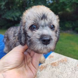 Girl 3 - Mustard female Dandie Dinmont Terrier puppy in Greenwood, South Carolina from Altpalme Dandie Dinmont Terriers