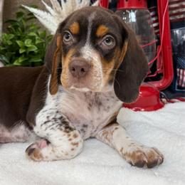 Fudge - Brown white and tan male Beagle puppy in West Plains, Missouri from Suncreek Puppies