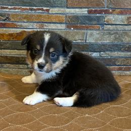 Girl 3 - Black and tan female American Corgi puppy in Visalia, California from VIP Stables