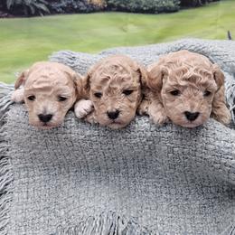 Poodle Puppies from Pawsitively Perfect Poodles