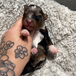 Lavender - Black tri-color female Aussiedoodle puppy in Brevard County, Florida from Enchanting Puppies