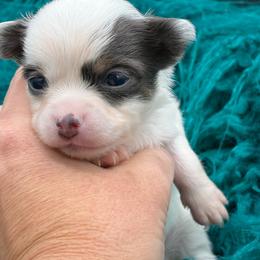 Lucky - Blue and tan male Chihuahua puppy in Franklin, North Carolina from A&J Cutie Pawtooties