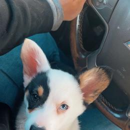 American Corgi and Pembroke Welsh Corgi Puppies from Beebe’s Corgis