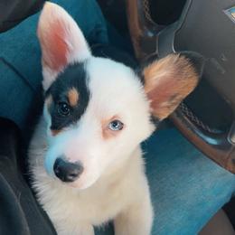 American Corgi and Pembroke Welsh Corgi Puppies from Beebe’s Corgis