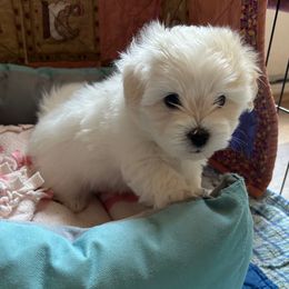 Lily (Girl 2) - White female Coton de Tulear puppy in Oakhurst, California from Gidget Cotons - ACC