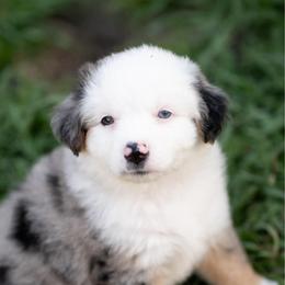 Blueberry pie - Blue merle male Miniature American Shepherd puppy in Groesbeck, Texas from Epic Miniature American Shepherds