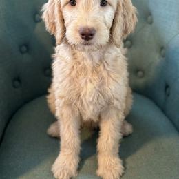 Washington - Apricot male Goldendoodle puppy in Tybee Island, Georgia from Castaway Doodles
