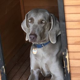 Reese - Weimaraner