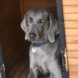 Reese - Weimaraner