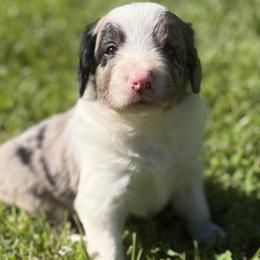 Pringles - Blue merle male Bordoodle puppy in Shelton, Washington from Prophecy Kennels