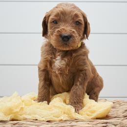 Simba - Yellow collar - Apricot male Goldendoodle puppy in Arlington, Washington from Anderson Goldendoodles