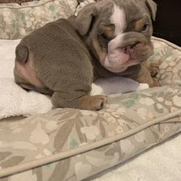 Casper - Lilac tri-color male Bulldog puppy in South Gate, California from Creations Bulldogs