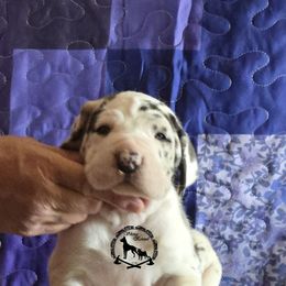 Ambrose - Harlequin female Great Dane puppy in Cheyenne, Wyoming from Viking Kennel