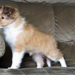Rottweiler and Shetland Sheepdog Puppies from Mountain High Kennels