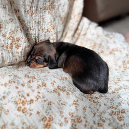 Dachshund Puppies from Drift & Dash Dachshunds
