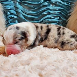 Girl 1 - female Australian Shepherd puppy in Olympia, Washington from Echelon Australian Shepherds
