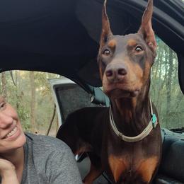 Doberman Pinschers and Dutch Shepherds from Crosspointe Canines