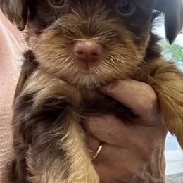 Baby girl - Chocolate female Havanese puppy in Walpole, Massachusetts from Golden Glen Havanese