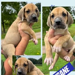Coltrane - Fawn male Great Dane puppy in Wellsville, New York from Prophecy Danes