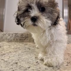 Shichon All Grown Up from Nona's Shichons