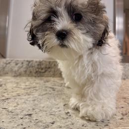 Shichon All Grown Up from Nona's Shichons
