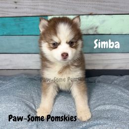 Simba - Red and white male Pomsky puppy in Krum, Texas from Paw-Some Pomskies
