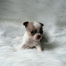 Opal - Silver and white female Chihuahua puppy in Houston, Texas from The Chihuahua Haus