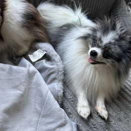 Theo - Pomeranian