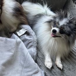 Theo - Pomeranian