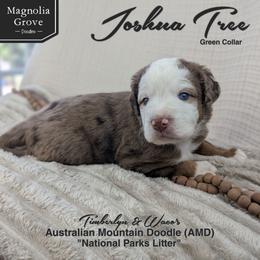 Joshua Tree - Green Collar - male Australian Mountain Doodle puppy in Oxford, Alabama from Magnolia Grove Doodles