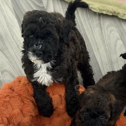 Goldendoodles and Poodles from Doodles & Poodles by Tiki