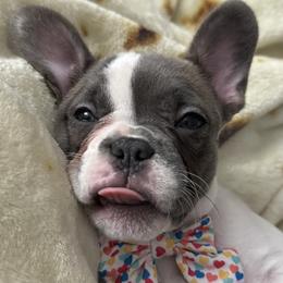 French Bulldog Puppies from The Frenchie Ravine Connection LLC