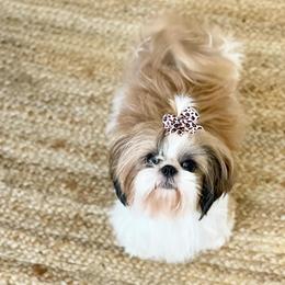 Ashley - Shih Tzu