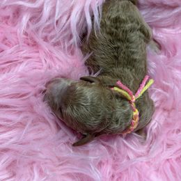 Yellow - Red  female Goldendoodle puppy in Boise, Idaho from Goldendoodle Baby