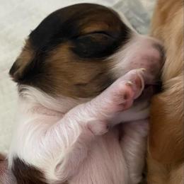 Millie - Dapple female Dachshund puppy in Lake Mary, Florida from Lakeside Doxies