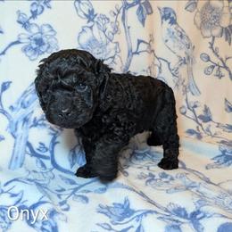 Onyx - Black male Cockapoo puppy in Sunset, Louisiana from Cano Cockapoos