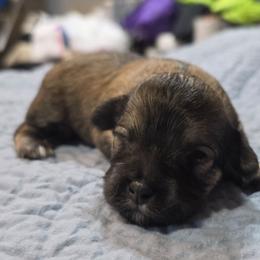 Girl 4 - Cream female Havanese puppy in Medina, Ohio from Momma's Minis