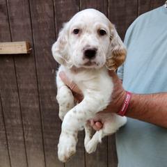 Puppy 1 - White male Llewellin Setter puppy in North Dinwiddie, Virginia from Pups Furever