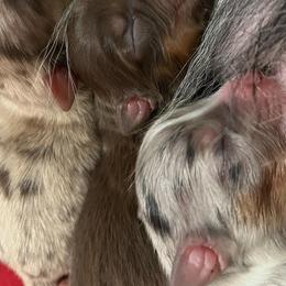 Australian Shepherd Puppies from Dream E River Ranch